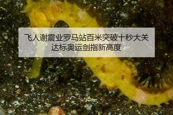 fei-ren-xie-zhen-ye-luo-ma-zhan-bai-mi-tu-po-shi-miao-da-guan-da-biao-ao-yun-jian-zhi-xin-gao-du-2-852.jpg